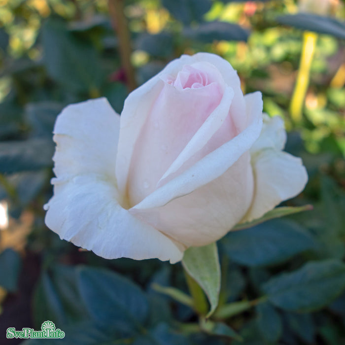 Rosa 'Julia Renaissance' A-kval C4