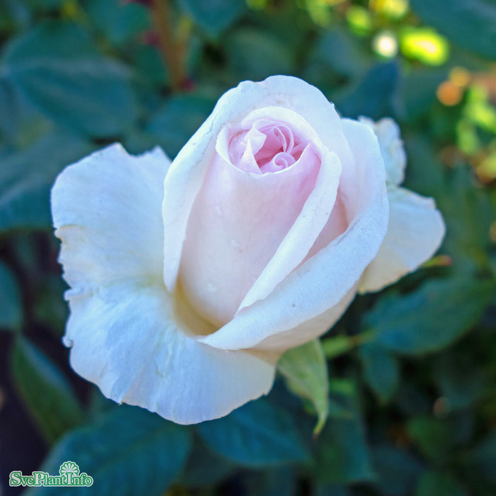 Rosa 'Julia Renaissance' A-kval C4