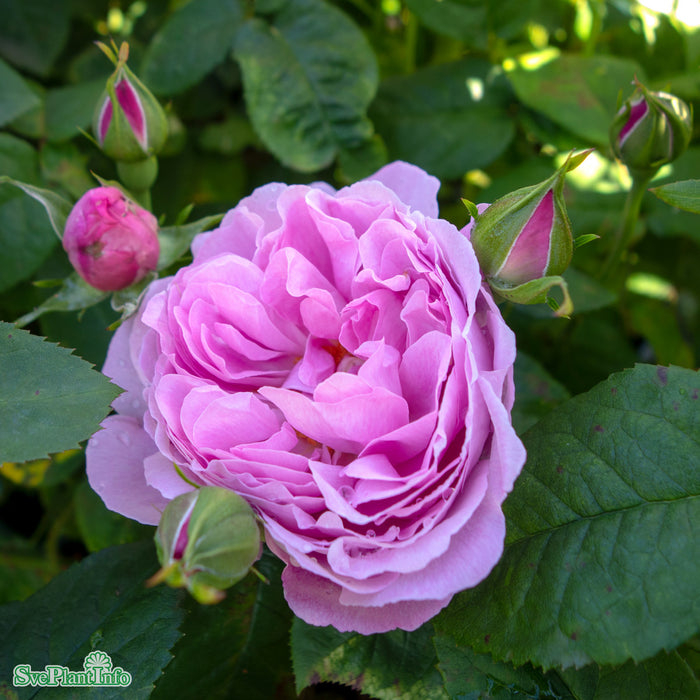 Rosa 'Mary Rose' A kval C6