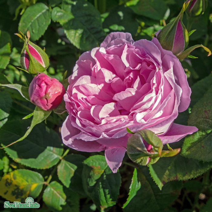 Rosa 'Mary Rose' A kval C6
