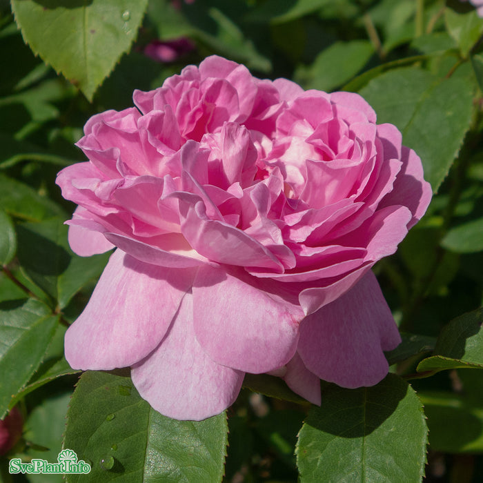 Rosa 'Mary Rose' A kval C6