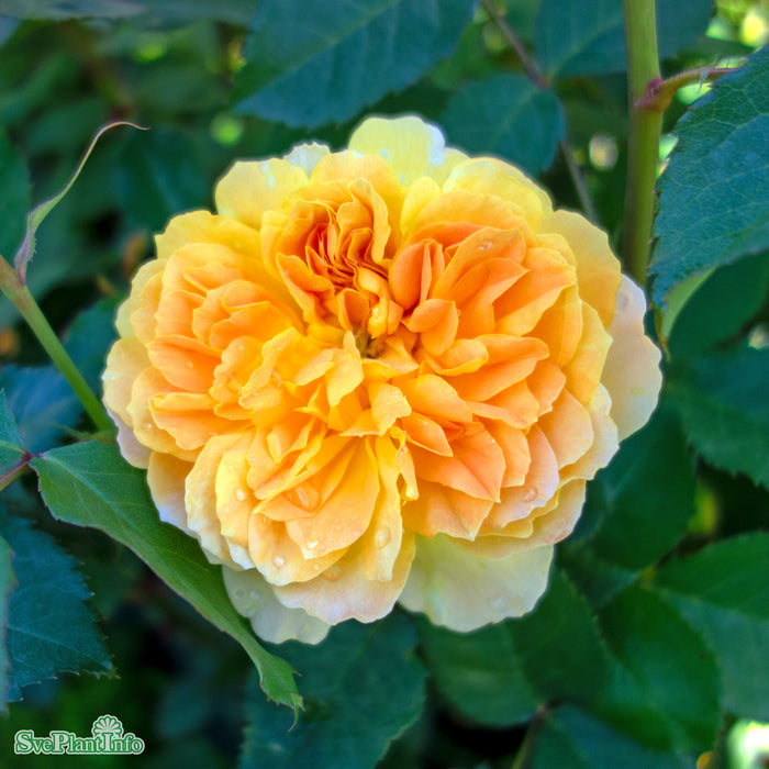 Rosa 'Molineux' A-kval C6