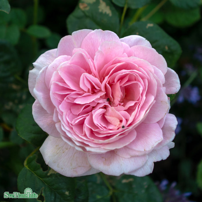 Rosa 'Queen Of Sweden' C4