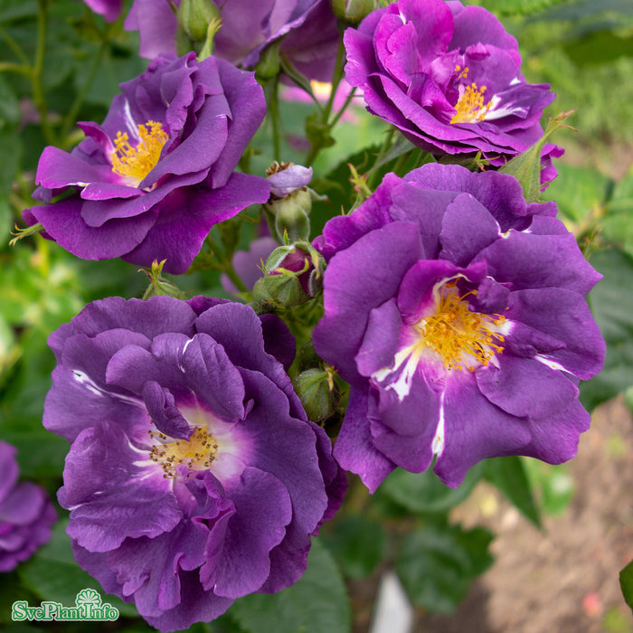 Rosa 'Rhapsody In Blue' A-kval C4