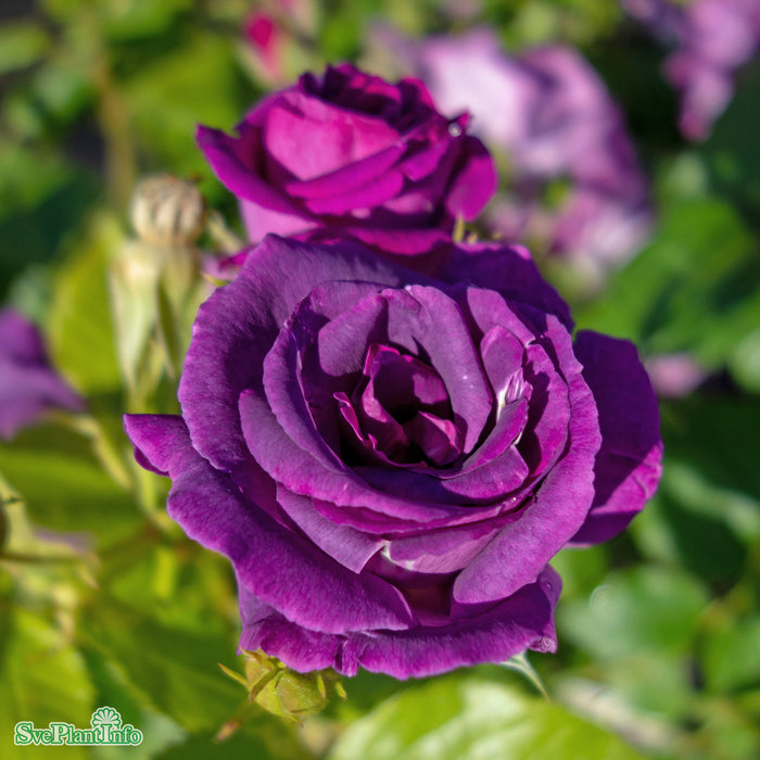 Rosa 'Rhapsody In Blue' A-kval C4