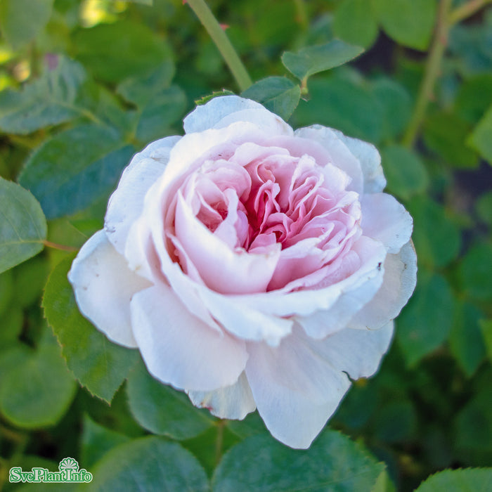 Rosa 'St Swithun' A-kval C6