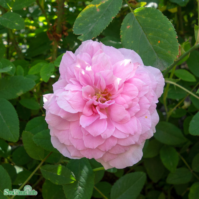 Rosa 'The Mayflower' A-kval C6
