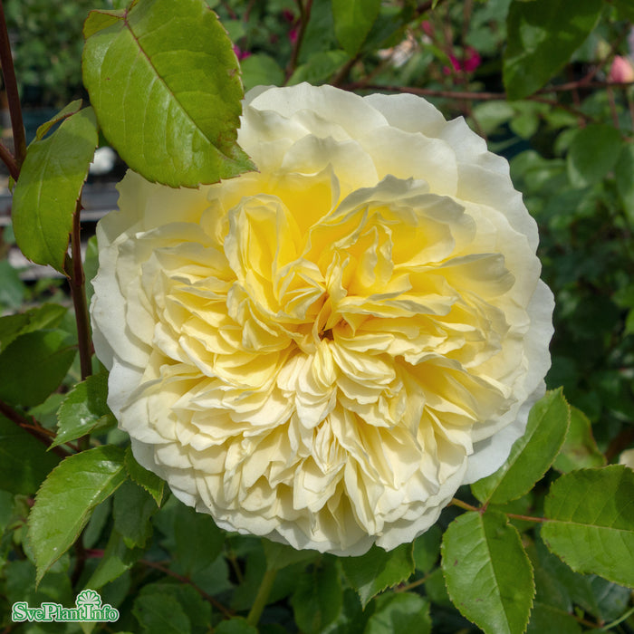 Rosa 'The Pilgrim' A-kval C6