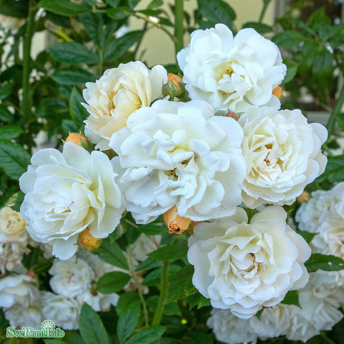 Rosa 'Ghislaine De Féligonde' A-kval C4