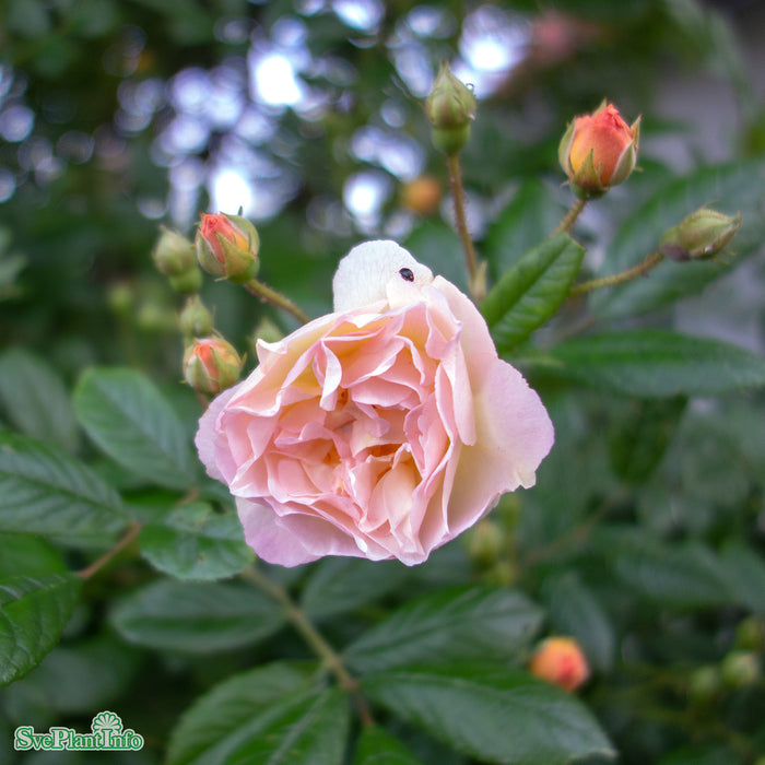 Rosa 'Ghislaine De Féligonde' A-kval C4