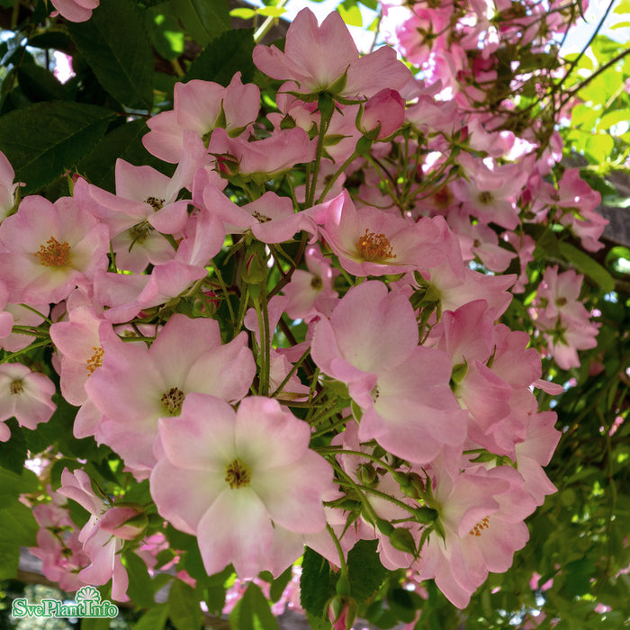 Rosa 'Valdemar' A-kval C4