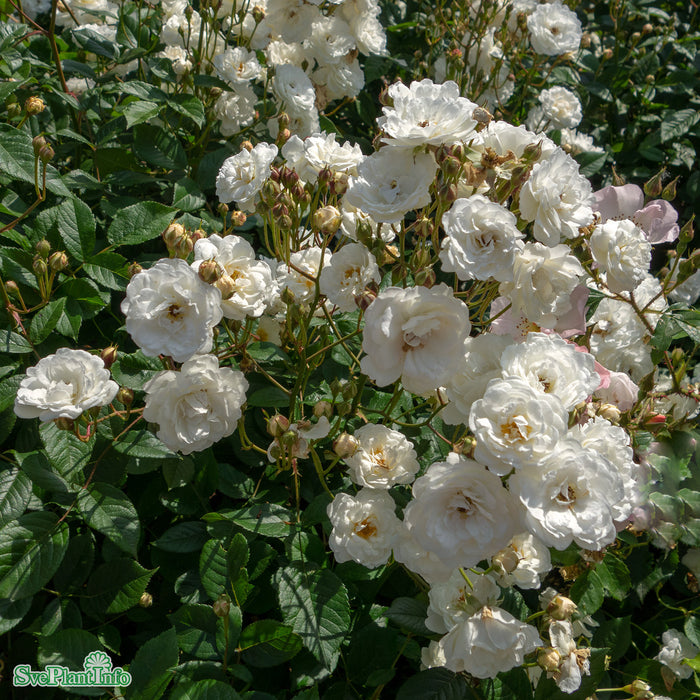 Rosa 'Schneewittchen' A-kval C5