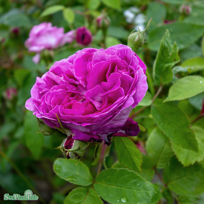 Rosa 'Reine des Violettes' A kval C4