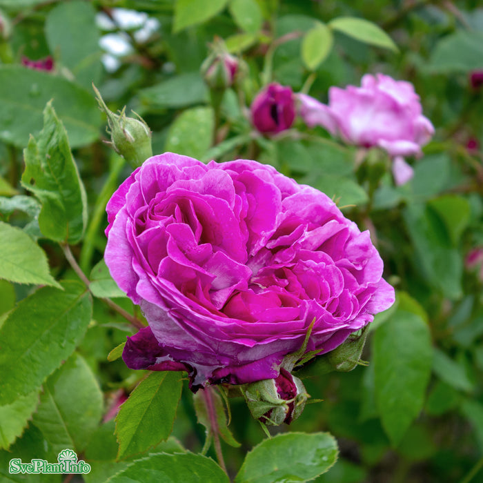 Rosa 'Reine des Violettes' A kval C4