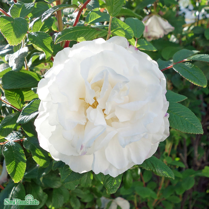 Rosa rugosa 'Louise Bugnet' Busk C3,5