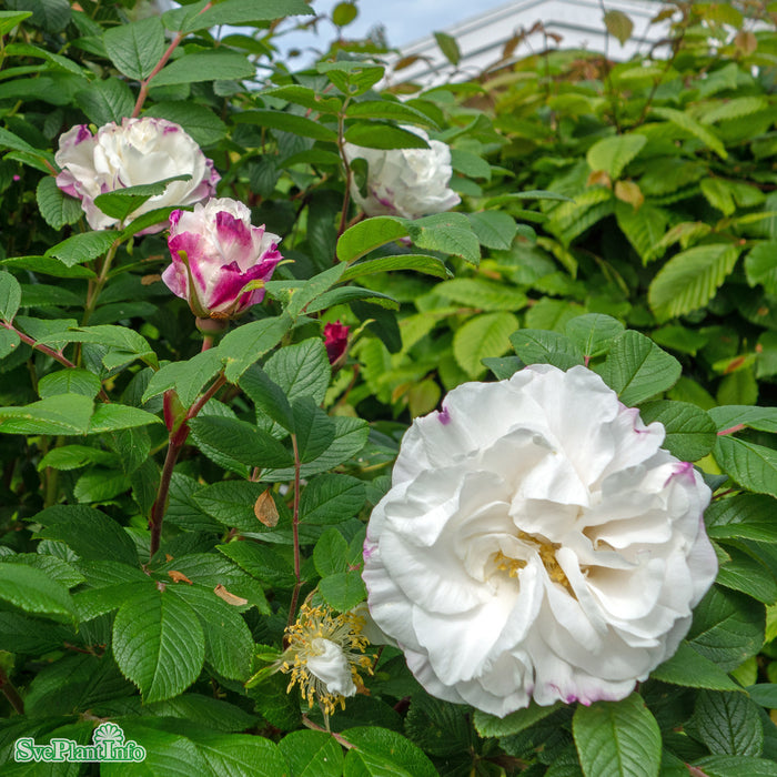 Rosa rugosa 'Louise Bugnet' Busk C3,5