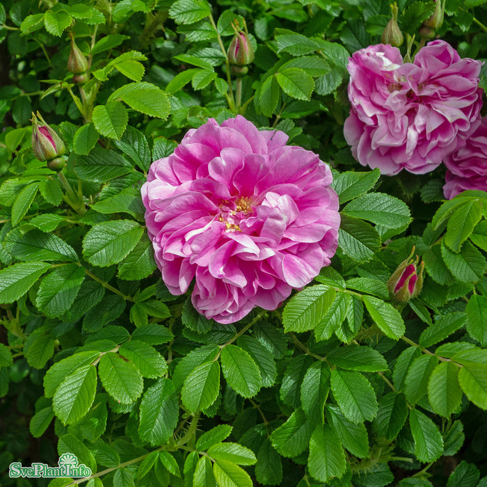 Rosa 'Thérèse Bugnet' Rotäkta A-kval C3,5