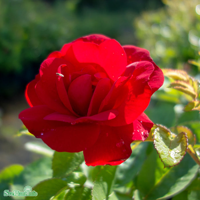 Rosa 'Hansaland' A-kval C4