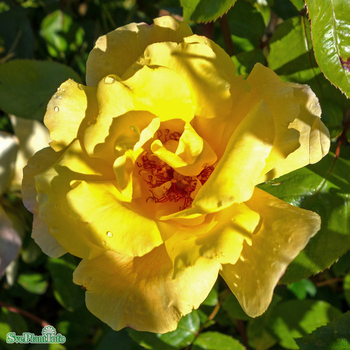 Rosa 'Golden Showers' A-kval C4