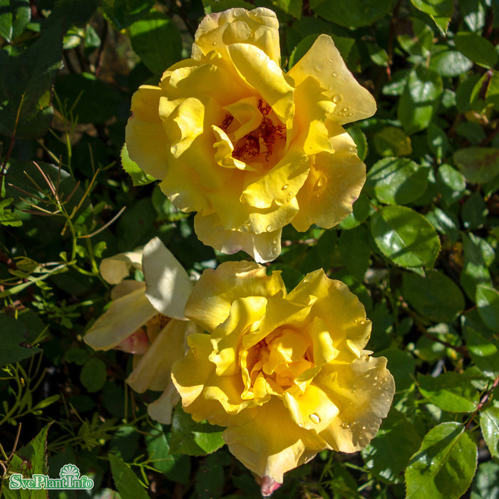 Rosa 'Golden Showers' A-kval C4