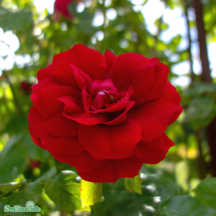 Rosa 'Amadeus' C20 200-250cm