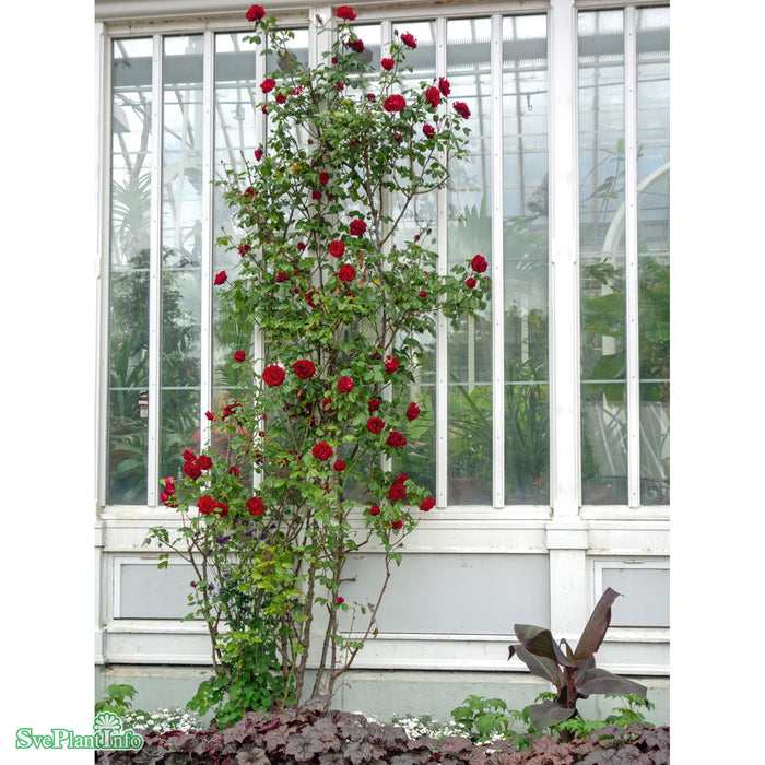 Rosa 'Santana' A-kval C4