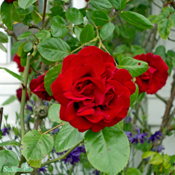 Rosa 'Santana' A-kval C4