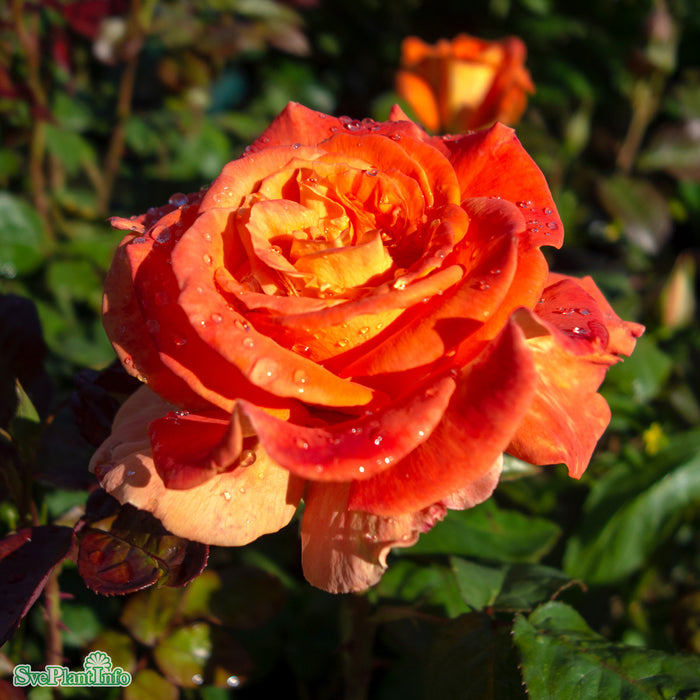 Rosa 'Flora Danica' A-kval C4