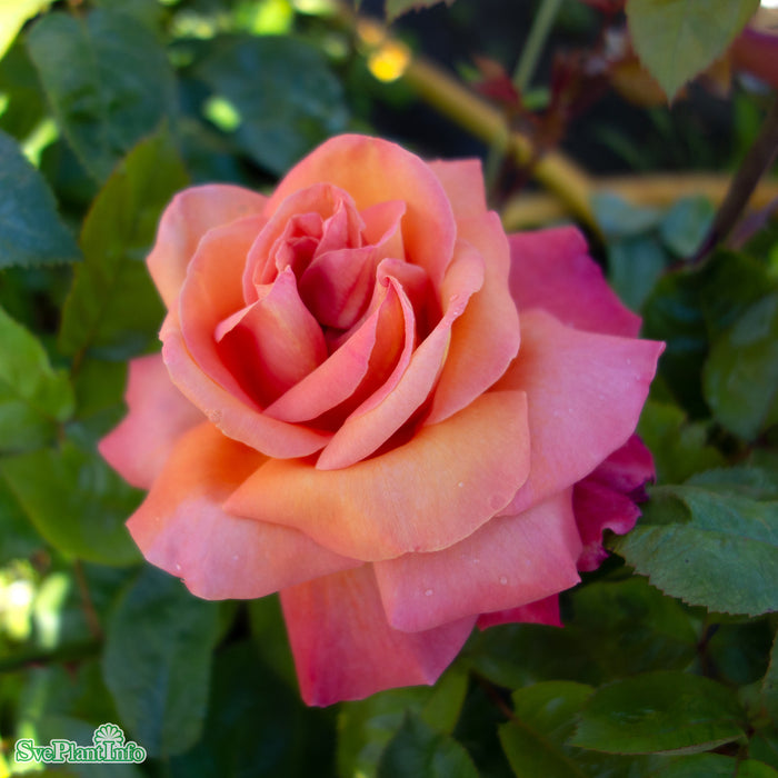 Rosa 'Troika' A-kval C4