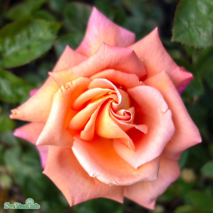 Rosa 'Troika' A-kval C4