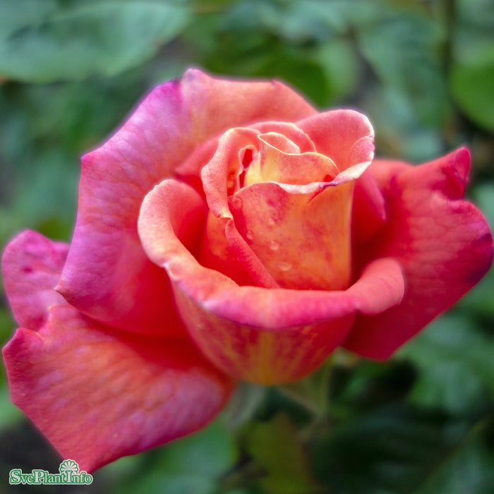 Rosa 'Troika' A-kval C4