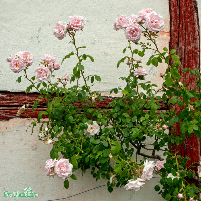 Rosa 'New Dawn' A-kval C4
