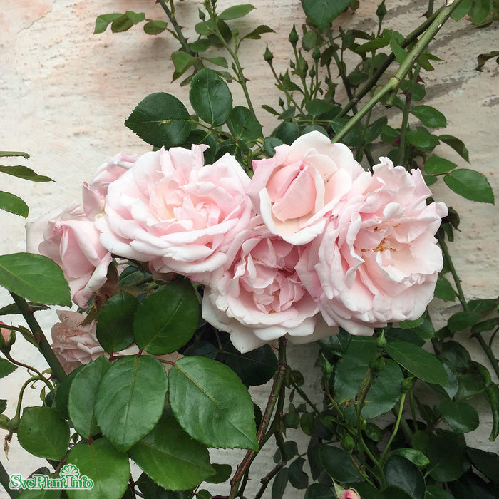 Rosa 'New Dawn' C4