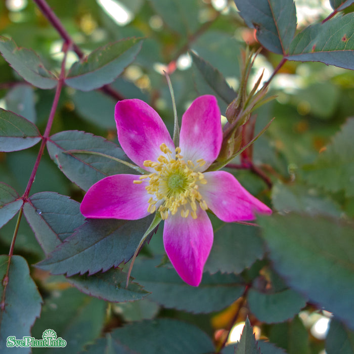 Rosa glauca A-kval C4