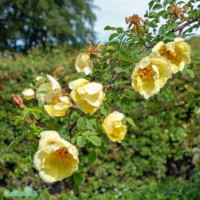 Rosa hugonis A-kval C4