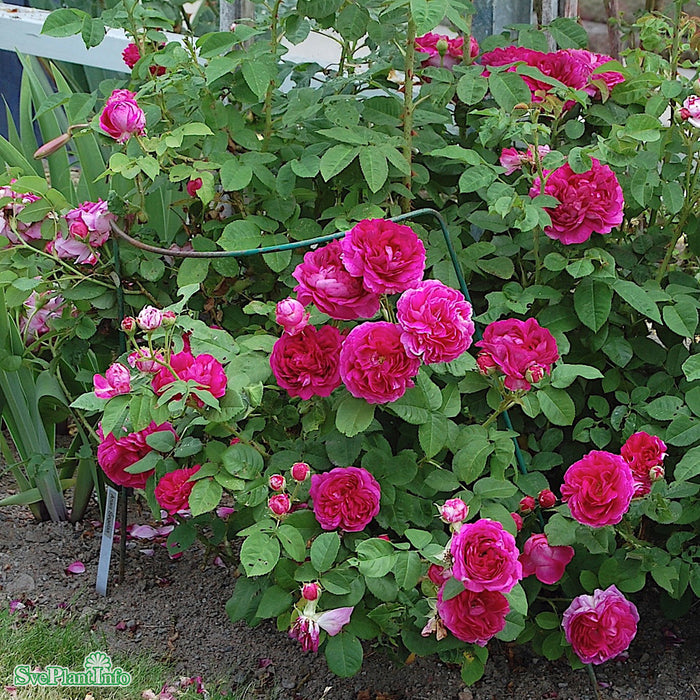 Rosa 'Great Western' A kval C4