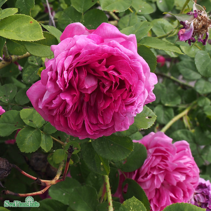 Rosa 'Great Western' A kval C4