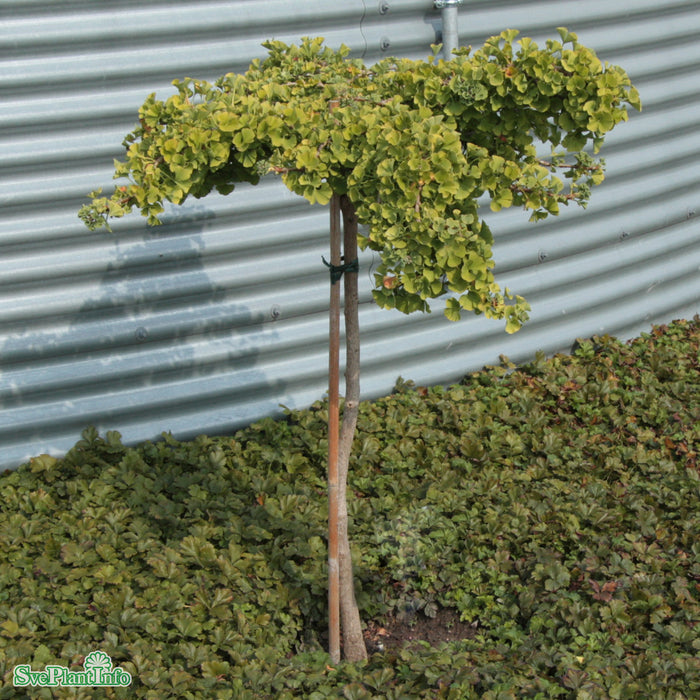 Ginkgo biloba 'Troll' Stam C16,5 120cm