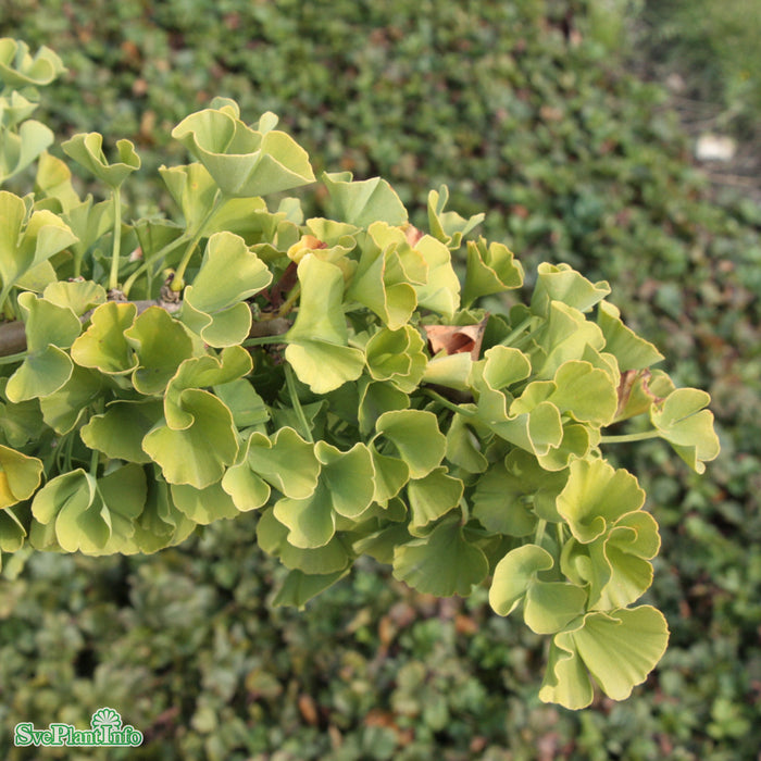 Ginkgo biloba 'Troll' Stam 80cm C16,5