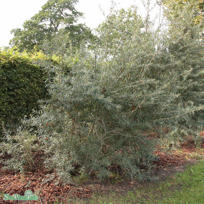 Hippophae rha. 'Leikora' 'Pollmix' han/honplanta Solitär C20 175-200cm