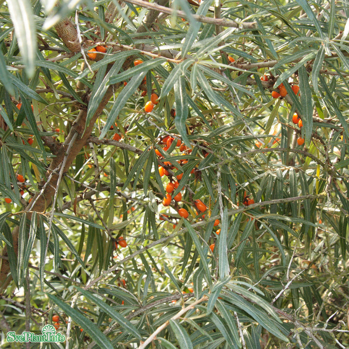 Hippophae rha. 'Leikora' 'Pollmix' han/honplanta Solitär C20 175-200cm