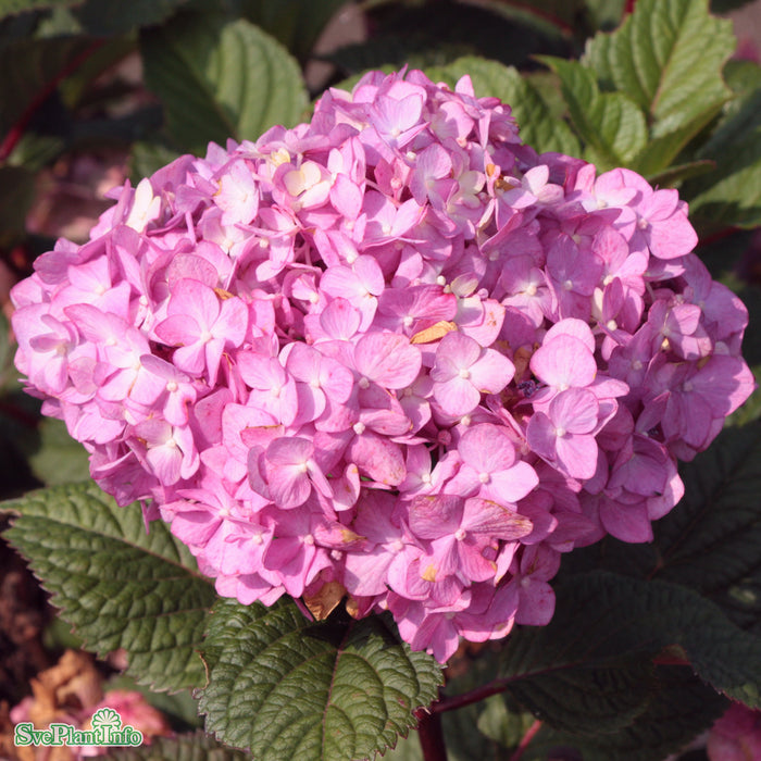 Hydrangea macrophylla 'Bloomstar' Busk C5