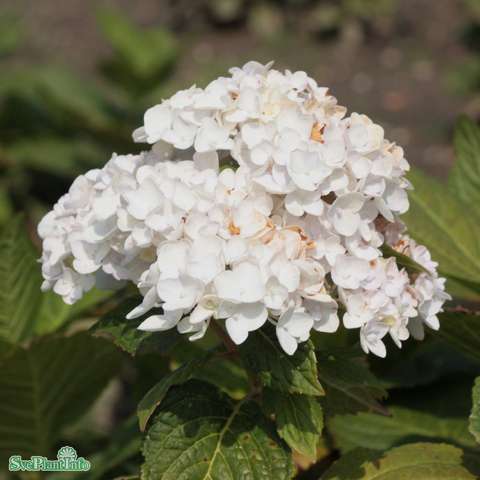 Hydrangea 'Endless Summer' C5