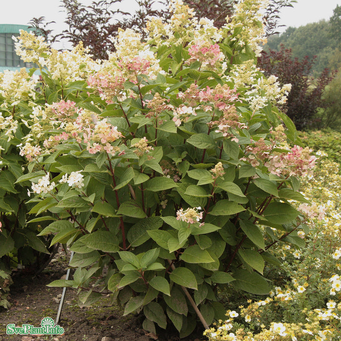 Hydrangea paniculata 'Early 'Sensation' Busk C20
