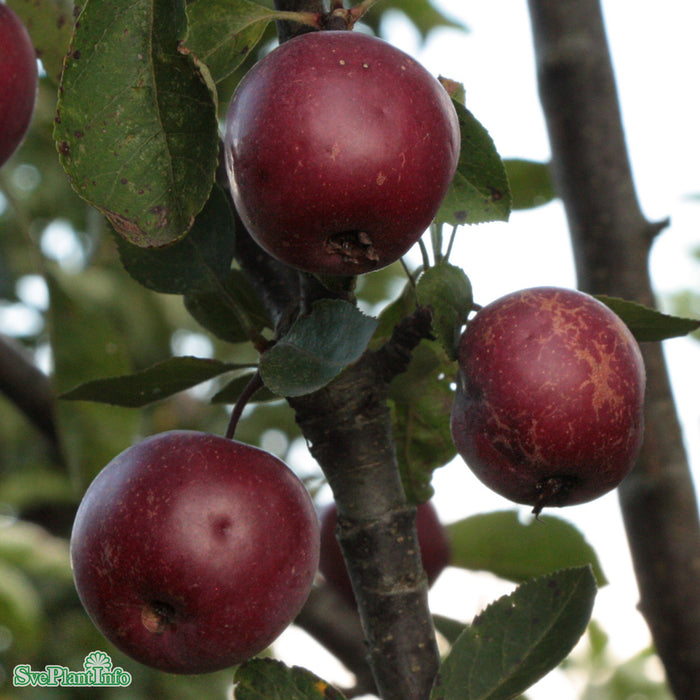Malus domestica 'Maypole' MM111 Pelarträd 2 års C