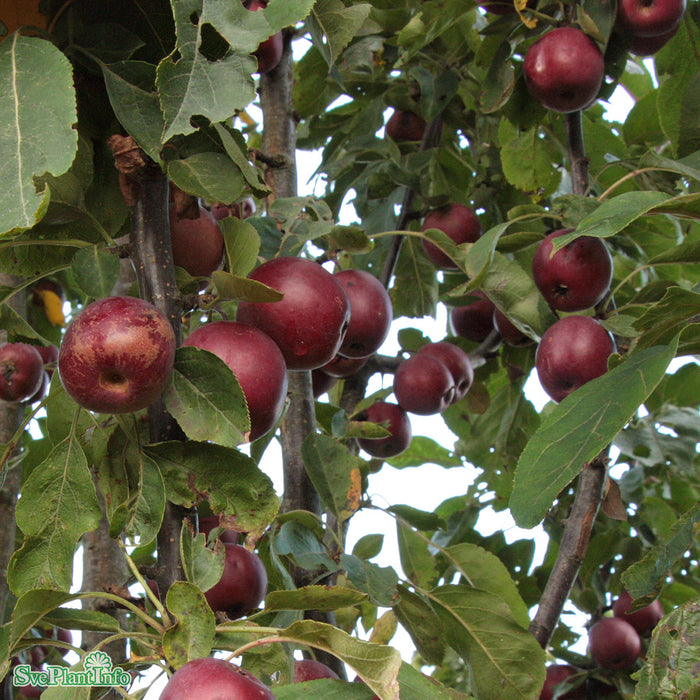 Malus domestica 'Maypole' MM111 Pelarträd 2 års C