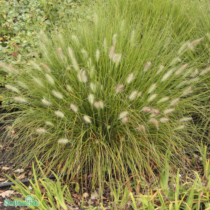 Pennisetum alopecuroides 'Hameln' C6