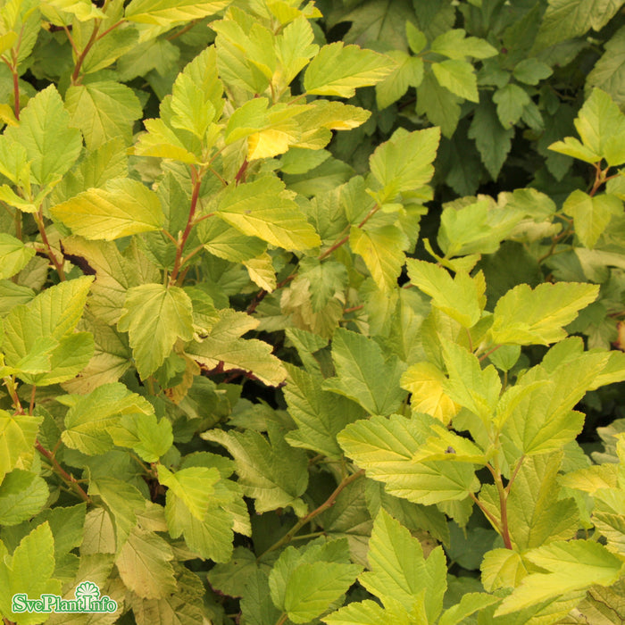Physocarpus opulifolius 'Darts Gold' Solitär C12 60-100cm
