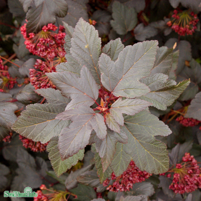 Physocarpus opulifolius 'Diabolo' Busk C5