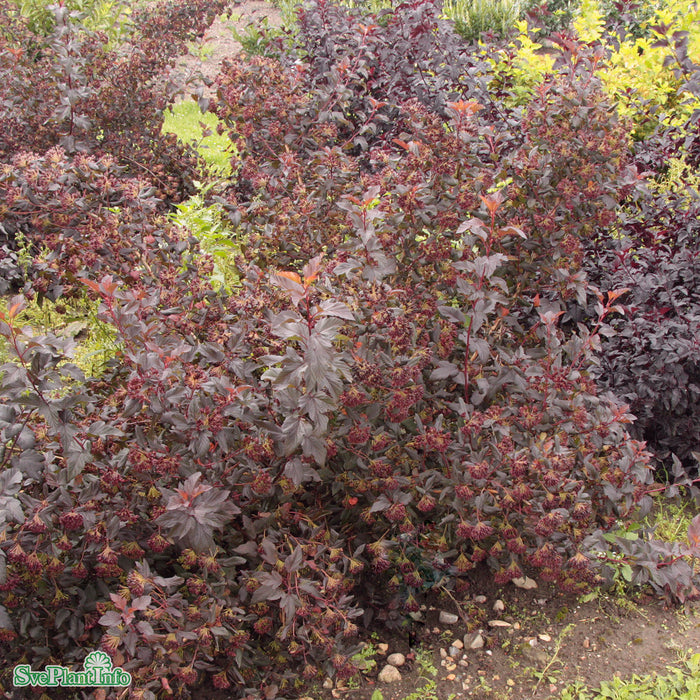 Physocarpus opulifolius 'Diable d'Or' Busk C5